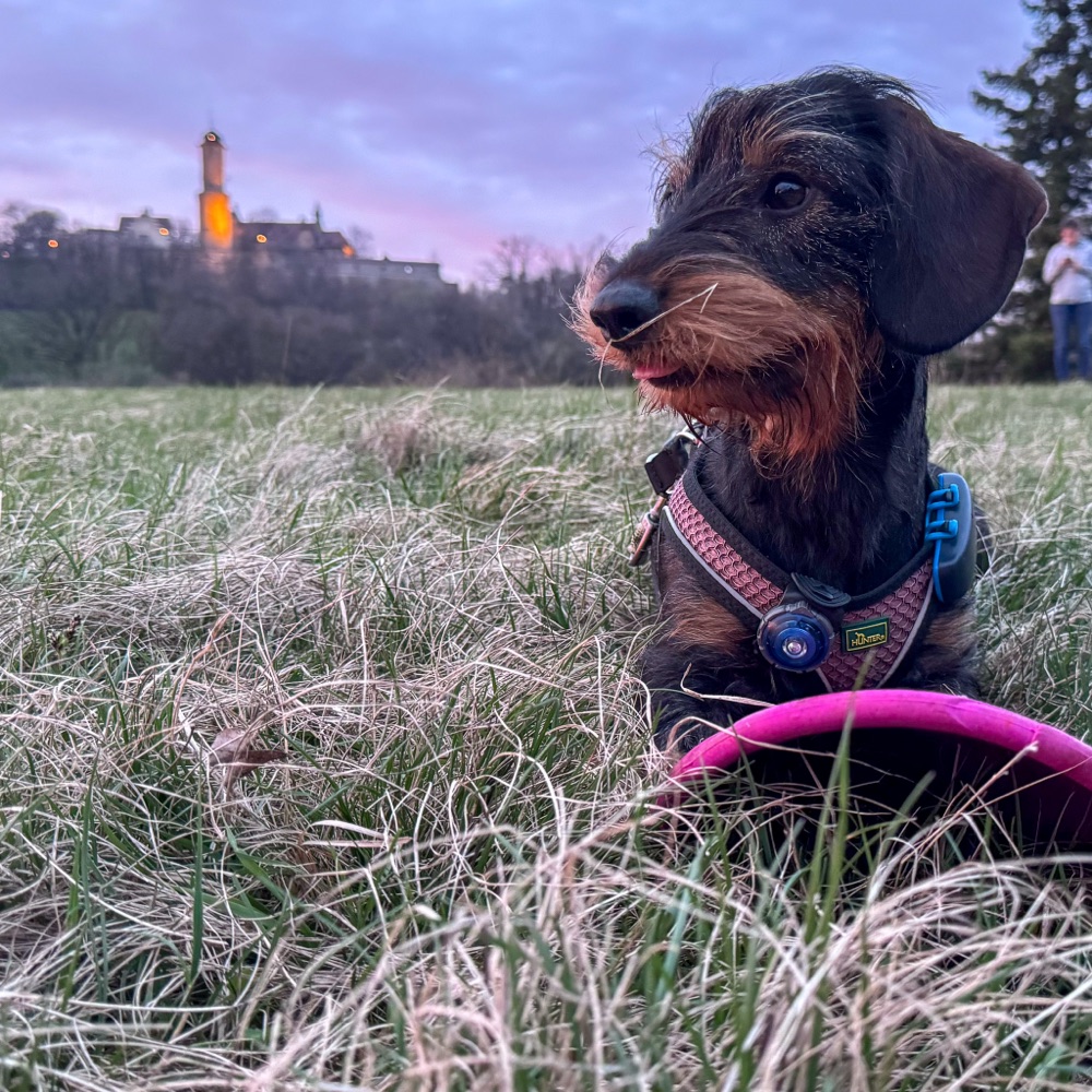 Dackeldame Frida sitzt im Gras unterhalb der Altenburg, die Burg leuchtet im Abendlicht hinter ihr.