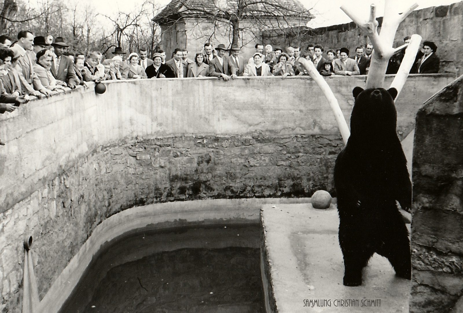Fotoreihe: Burgbär Poldi und der Bärenzwinger der Altenburg, 1950er bis frühe 1980er Jahre